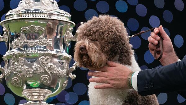 Dog whose tail ‘never stops wagging’ crowned best in show at Crufts