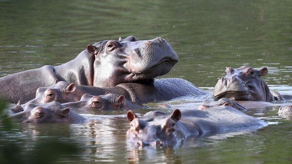 Colombia co<em></em>nsiders exporting Escobar's hippos as population growing too quickly