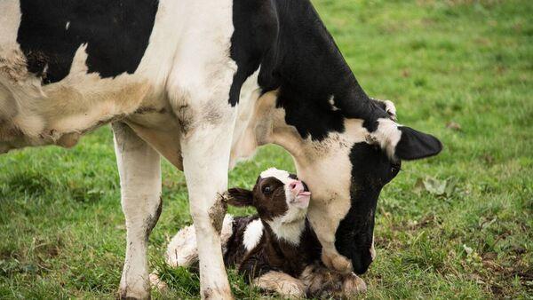 Protecting your calves from Johne’s disease