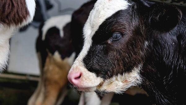 Weather stress in calves and Coccidiosis prevention