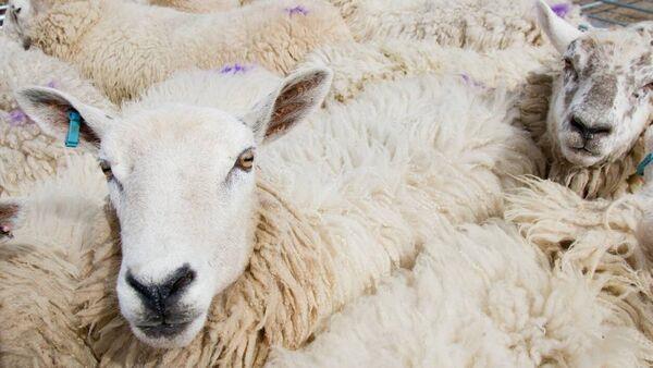 Hogget prices up a further 20 cents a kilo