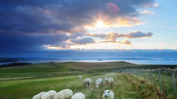 Farmers to hold meeting on sheep sector crisis