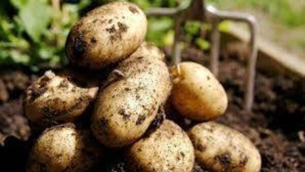 Many potato farms facing closure, IFA warns