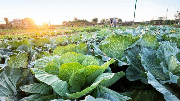 Field vegetable production area estimated to decrease by 7% in 2023